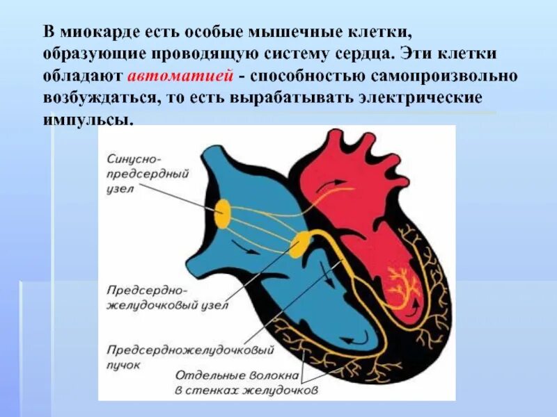Клетки автоматии сердца