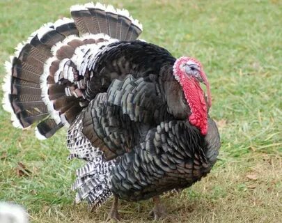 Жыныс мүшесі жатырды тесіп өткен