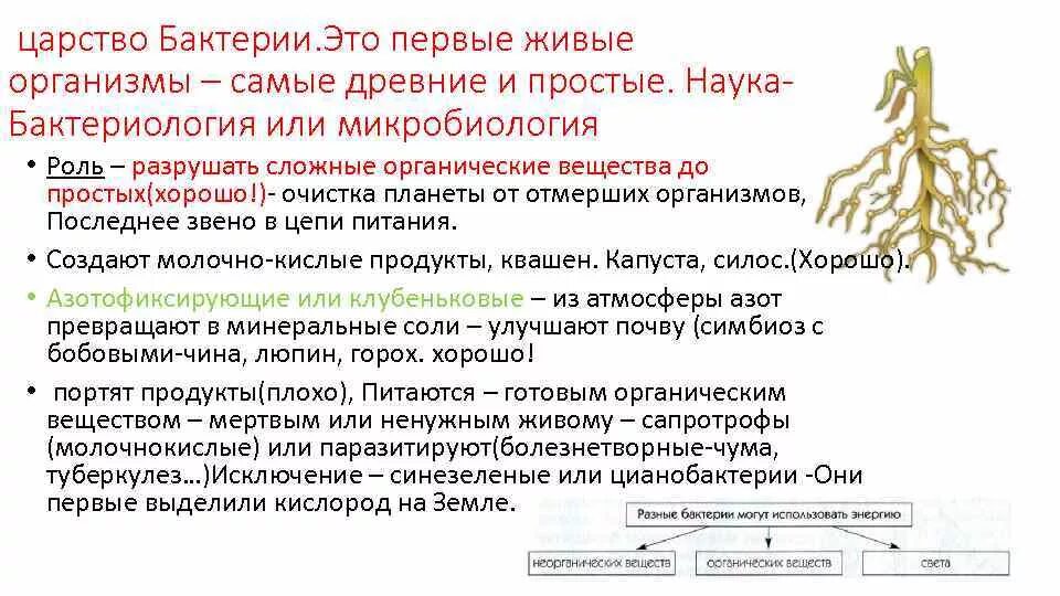 Царство бактерий примеры. Царство бактерий. Царство бактерии общая характеристика. Характеристика царства бактерий. Особенности царства бактерий.