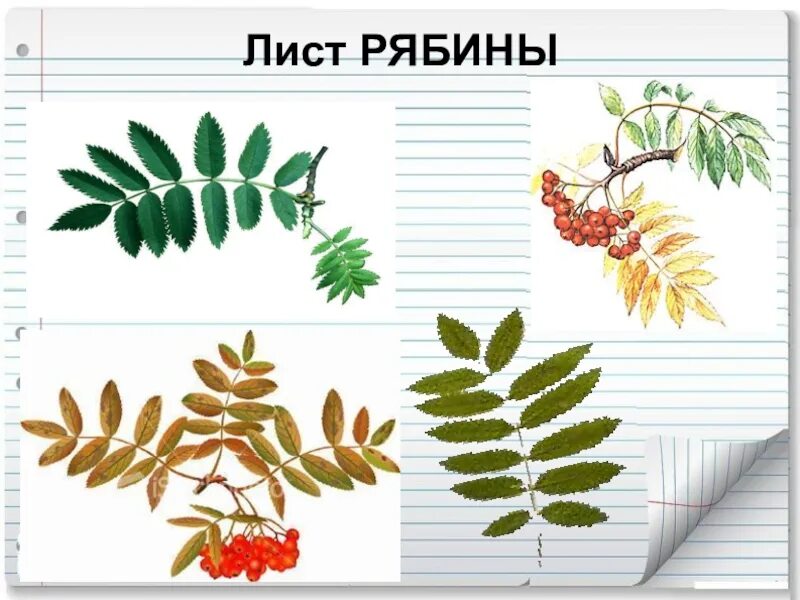 Вид листьев рябины. Рябина обыкновенная листья. форма листа рябины. сложный лист рябины. листик рябины.