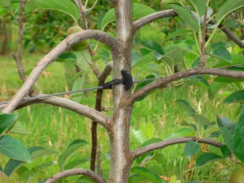 Tree fix
