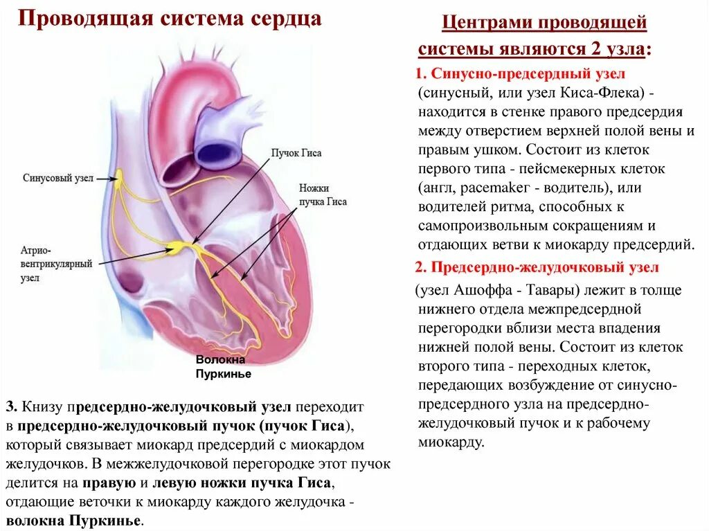 Миокард правого предсердия. Предсердно-желудочковый узел располагается. Проводящая система сердца предсердно желудочковый узел. Предсердно-желудочковый узел узел. Синусно предсердный узел сердца.