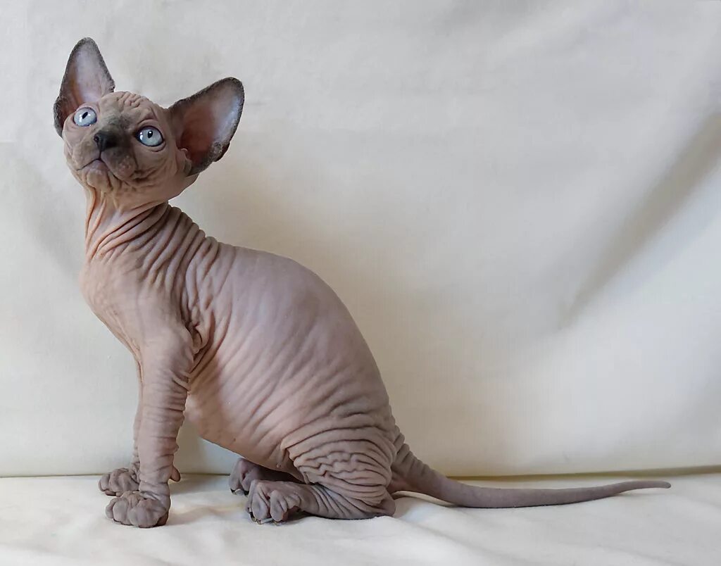дрессировка сфинксов. авито канадский сфинкс санкт-петербург. питомник канадских сфинксов спб. питомник канадских сфинксов лемурия. лысый сфинкс питомник.