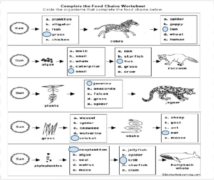 Chain answers. Food chain worksheets. arctic food chain. the food chain 7 класс. пищевые цепи таблица.