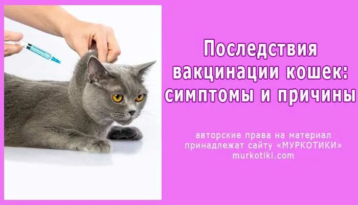 Нужна ли прививка домашней кошке. Прививки для кошек. Прививки для кошек котят. Прививки котенку от бешенства. Первая вакцина для котят.
