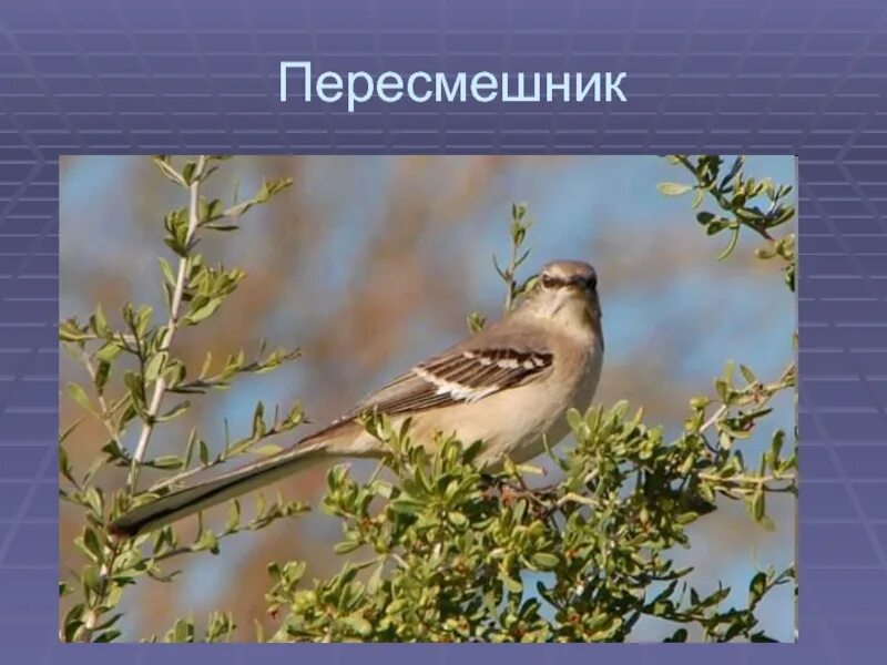 Программа пересмешник. Многоголосый пересмешник. птица пересмешник информация. опиши птицу пересмешник. птица пересмешник информация детям.