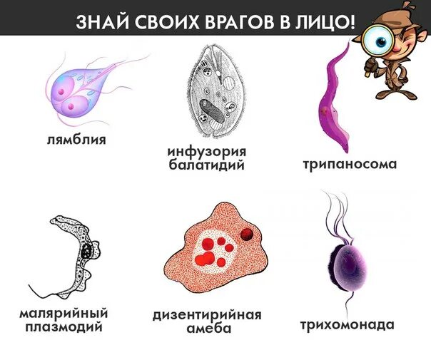 Рассмотрите изображение паразитического простейшего какое заболевание. Амеба пожиратель мозгов. изображение паразитических простейших.
