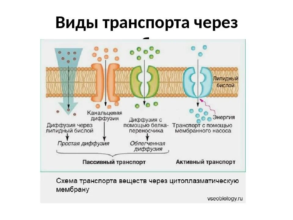 Транспорт веществ через мембрану таблица пассивный. Мембранный транспорт активный и пассивный. Виды пассивного транспорта через клеточную мембрану. Транспорт через мембрану клетки.