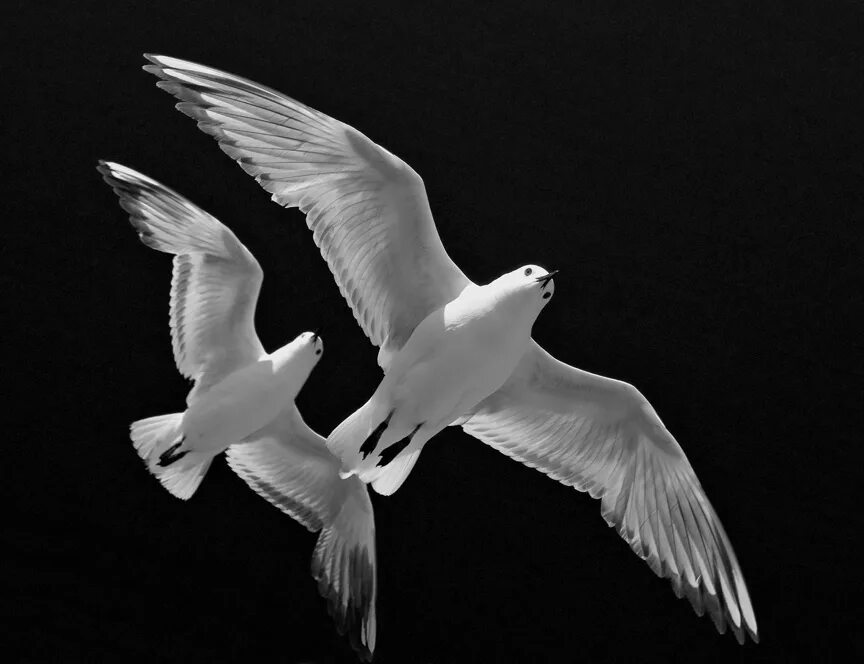 Девушка птица фэнтези. Ангел живопись. Отпустить птицу в небо. Одиночество души. Я стану птицей белой белой.