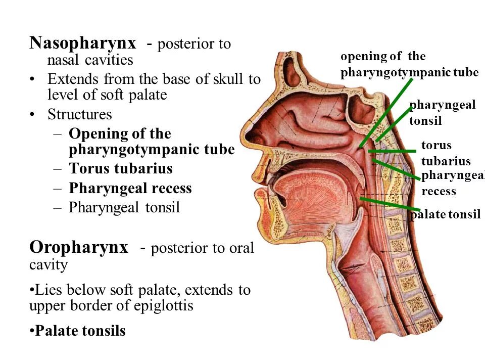 Ostium pharyngeum tubae auditivae анатомия. Ostium pharyngeum tubae auditivae