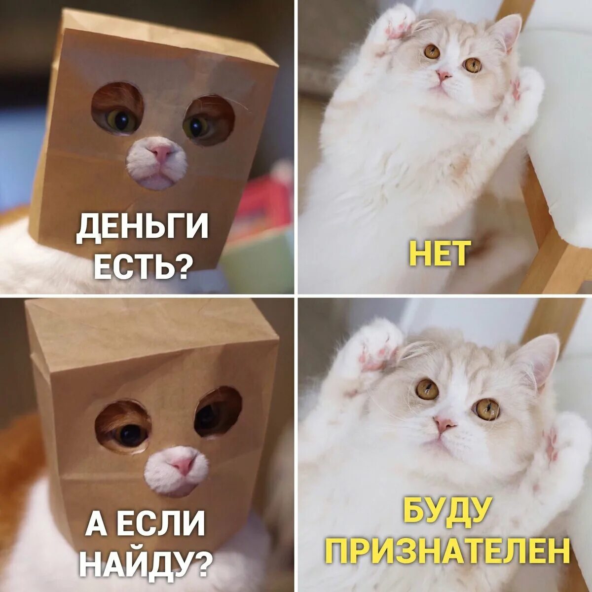 Мемы про котят. Мемы с котом. Кот Мем. Смешные мемы с котами. Мемы с котами и надписями.