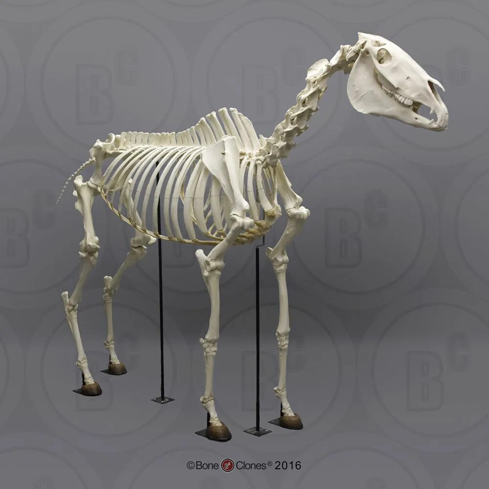 Коллекция 3D моделей лошади и скелета 3D Модель $179 - .max - Free3D