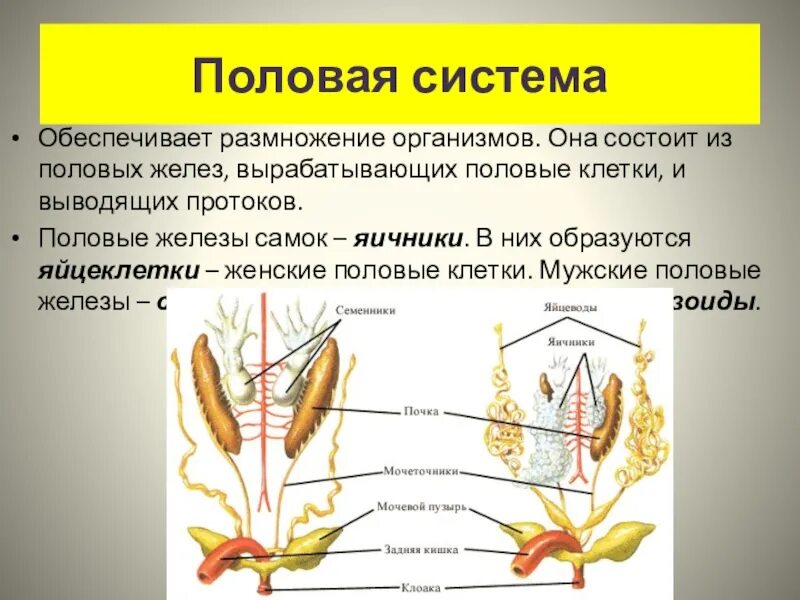 Типы органов размножения. Система органов размножения. половая система. половая система биология. половая система органы.