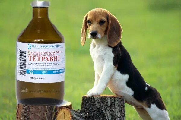 Тетравит для собак. Тетравит для собак. Витамины тетравит для животных. Витамины nita-farm тетравит. Тетравит ветеринарный препарат.