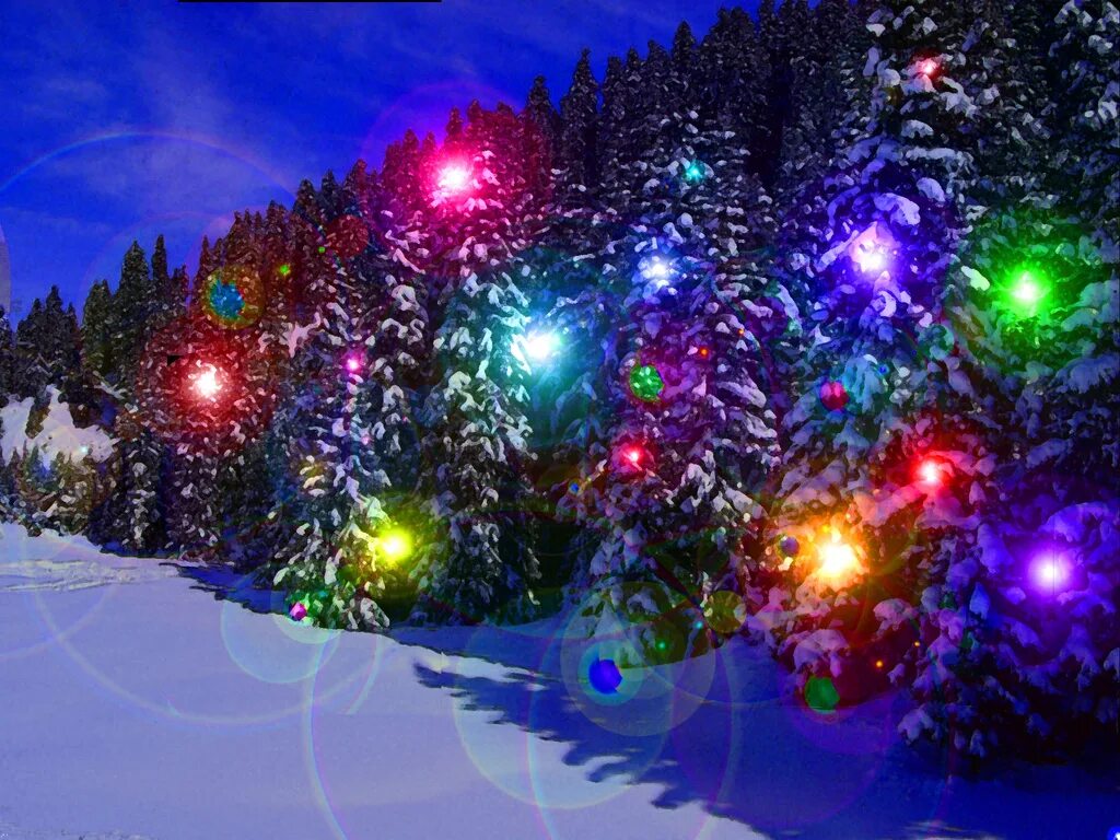 Ели живые обои. Зима новый год. В новогоднем лесу. Новогодняя природа. Сказочная Новогодняя елка.