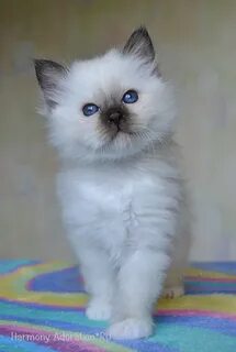 Котята в калининграде в добрые
