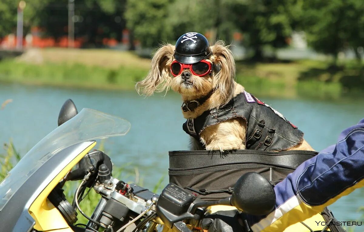 Ездить ну. Собака на мотоцикле. Собака на байке. Собака на мотоцикле в очках. Собака в каске на мотоцикле.