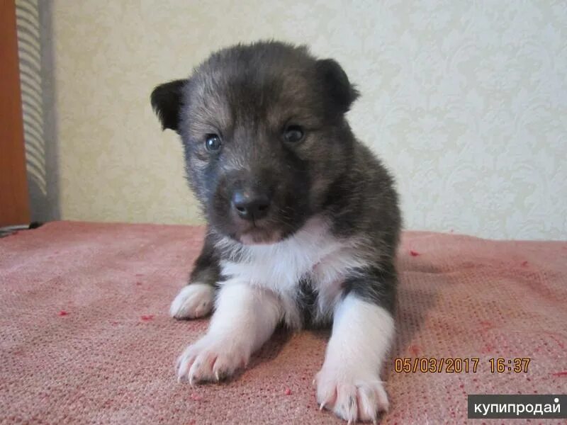 Щенки без документов недорого. Королевский шпиц щенок. Немецкий шпиц аллергенен. Китайский шпиц. Мальчик с щенком ротвейлера.