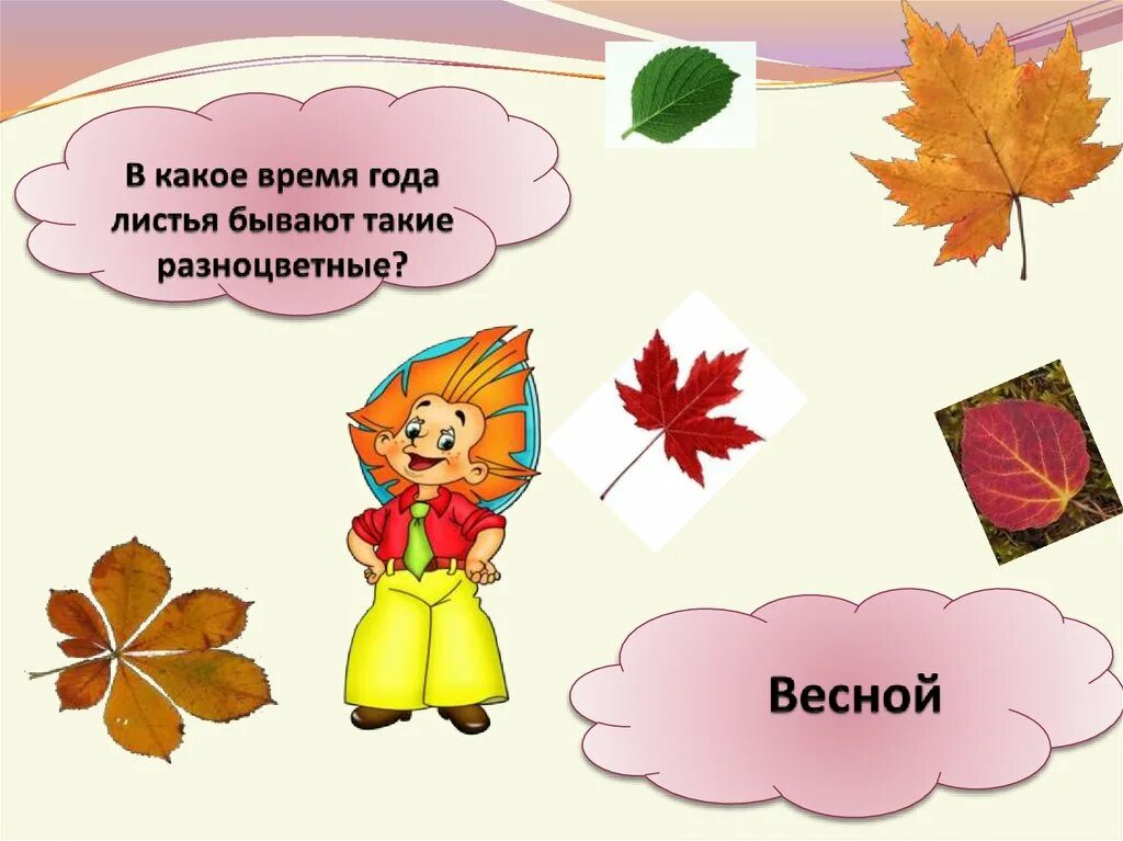 Какие бывают листья осенью. Какие листочки бывают весной. время года когда листья. какими бывают листья в разные времена года.