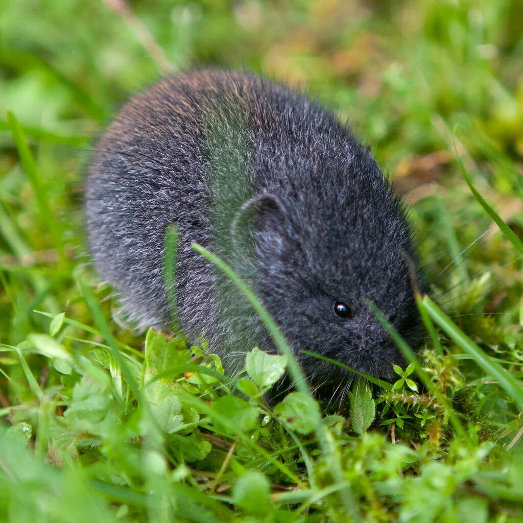 Средняя мышь. Лесной лемминг. Пеструшка лемминг. Лесной лемминг (Myopus schisticolor). Желтобрюхий лемминг.