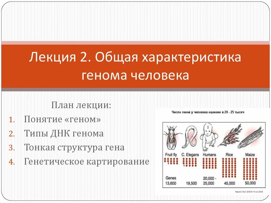 Общая характеристика генома человека. Особенности генома человека. Геном человека характеристика генома. Структура генома человека.