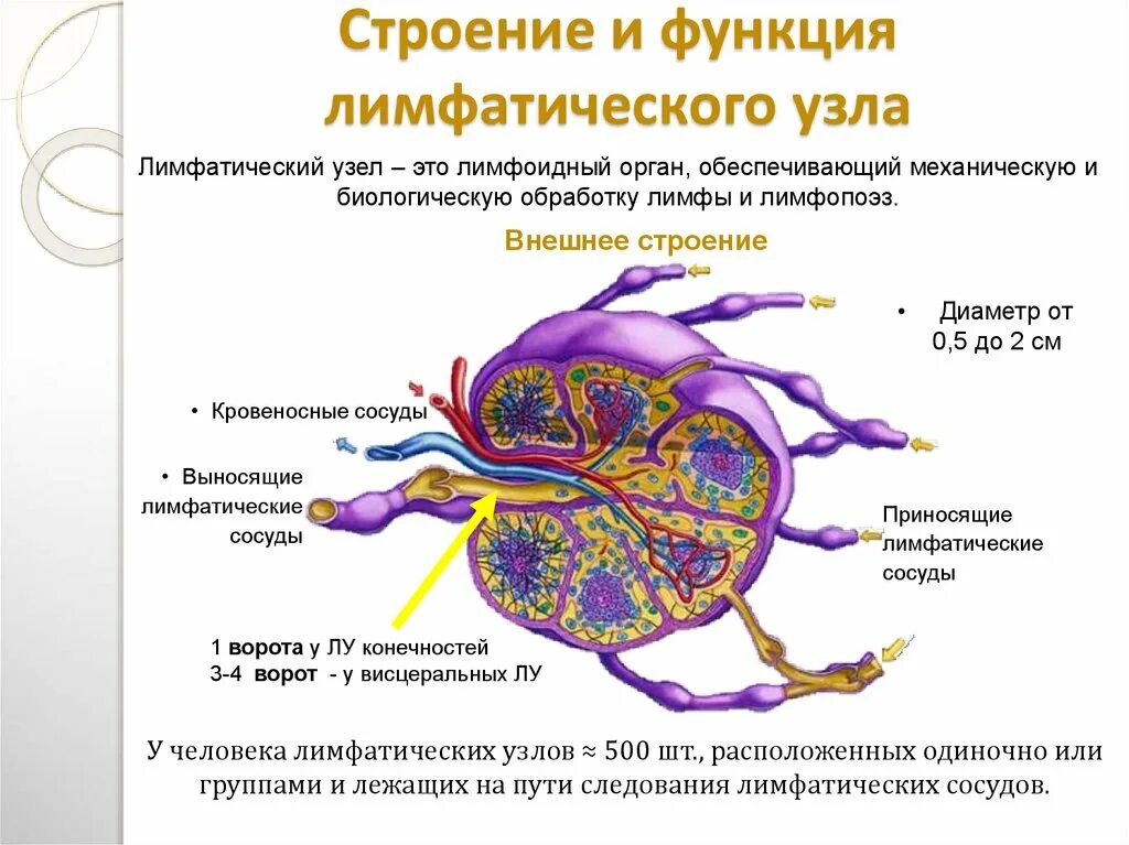 Строение лимфатической ткани. Лимфатические узлы строение и функции. Строение лимфатического узла анатомия. Строение лимфатического узла клетки. Лимфоузлы особенности