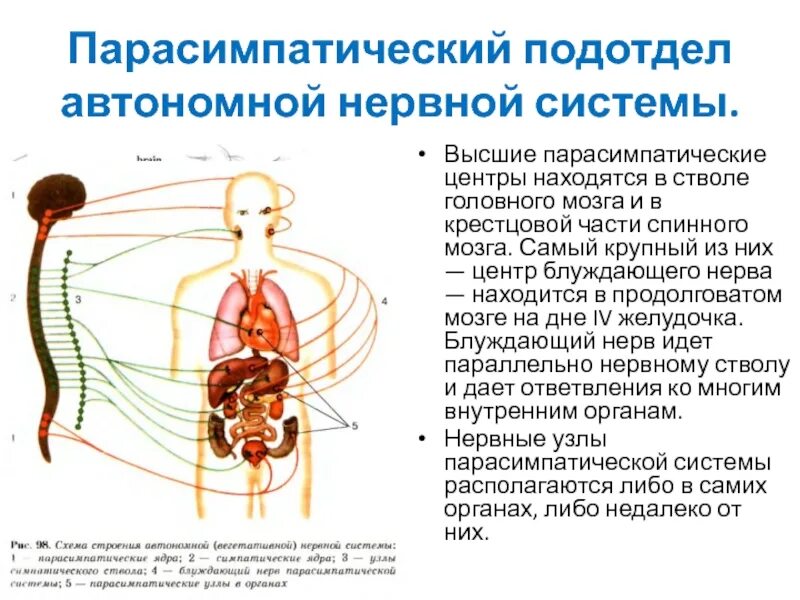 Блуждающий нерв парасимпатическая нервная. Ядра краниального отдела парасимпатической нервной системы. Высшие центры автономной вегетативной нервной системы находятся. Ядра головного отдела парасимпатической нервной системы. Парасимпатический отдел вегетативной системы.