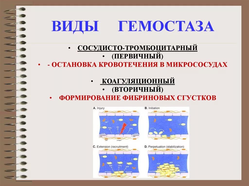 Патофизиология гемостаза