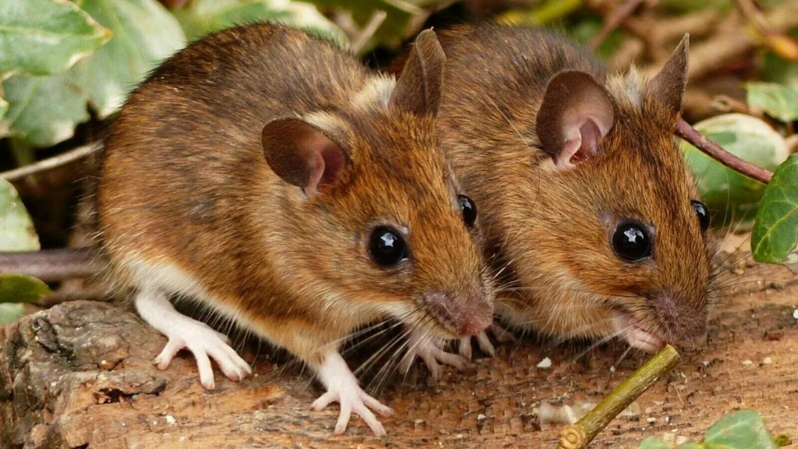 Как выглядят грызуны. Мышь-малютка – micromys minutus. Желтогорлая мышь. Мышь лесная полевка. Лесная мышовка.