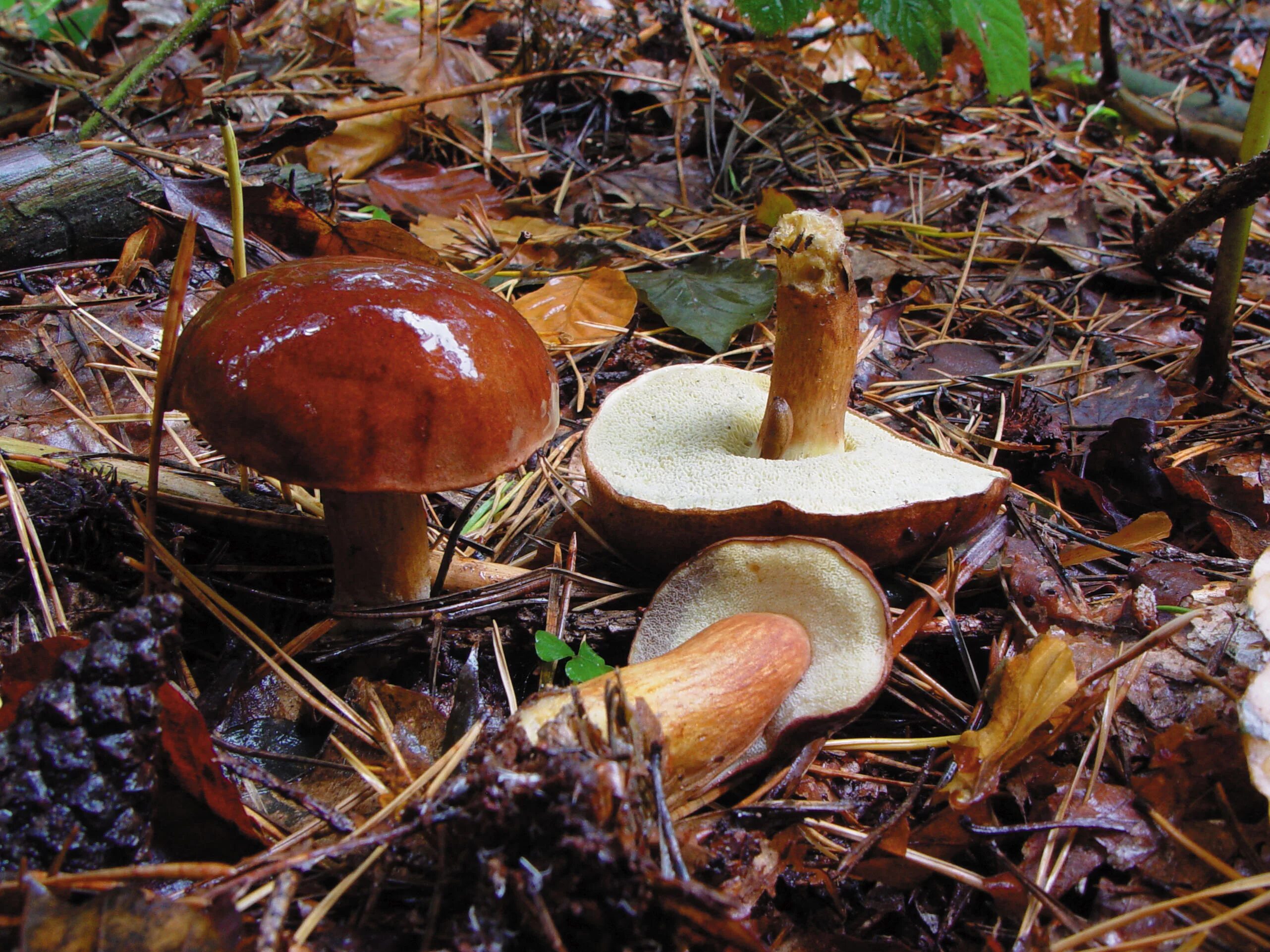 Польский гриб красный. Польский гриб. Imleria obscurebrunnea. Планета грибов. Съедобные грибы в горах Грузии.