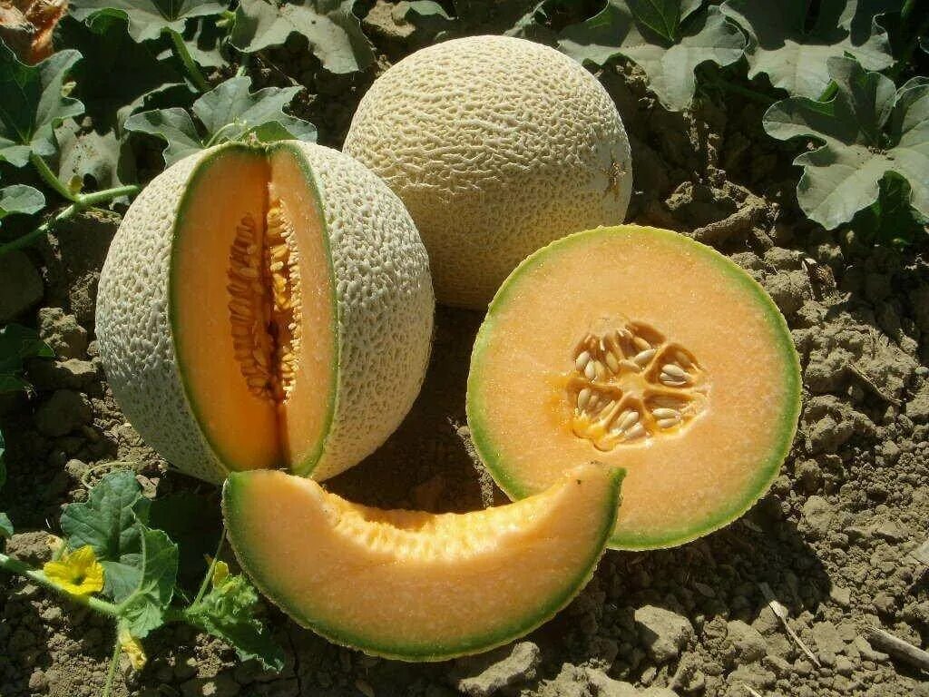 Дыни melon. Дыня канталуп. Канталупа мускусная дыня. Сорта дыни канталупа. Хандалак ковун.