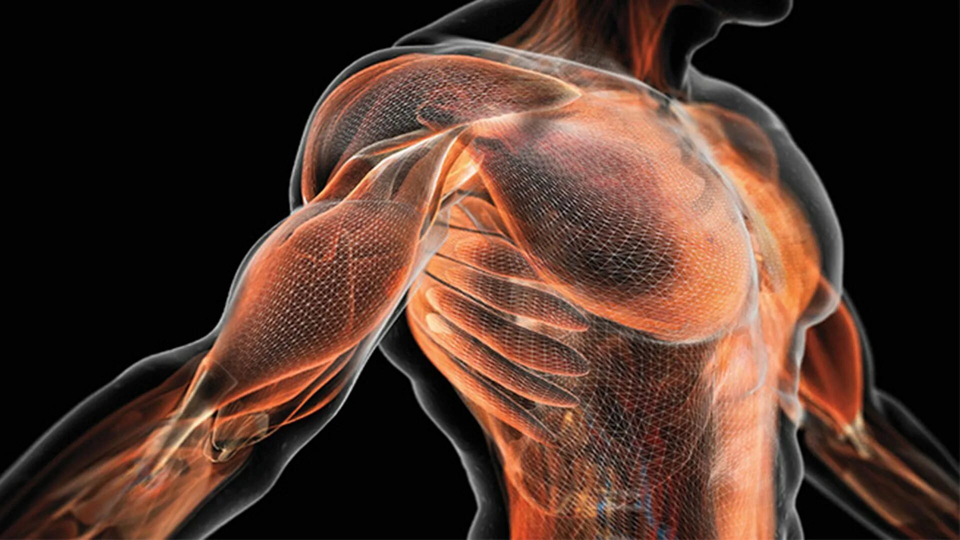 Мышцы. Мускулы человека. Мышечная система человека. Мышцы картинка.