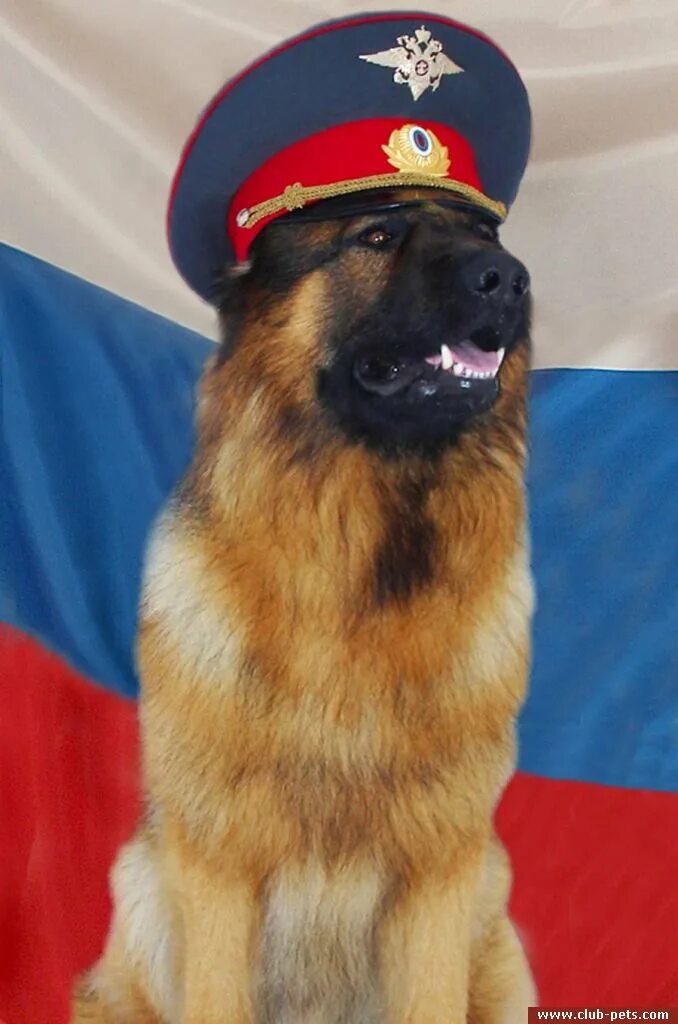 Собака в милицейской форме. Полиция с собаками эстетика. Собака в форме полиции. Dog dps. Собака в машине.