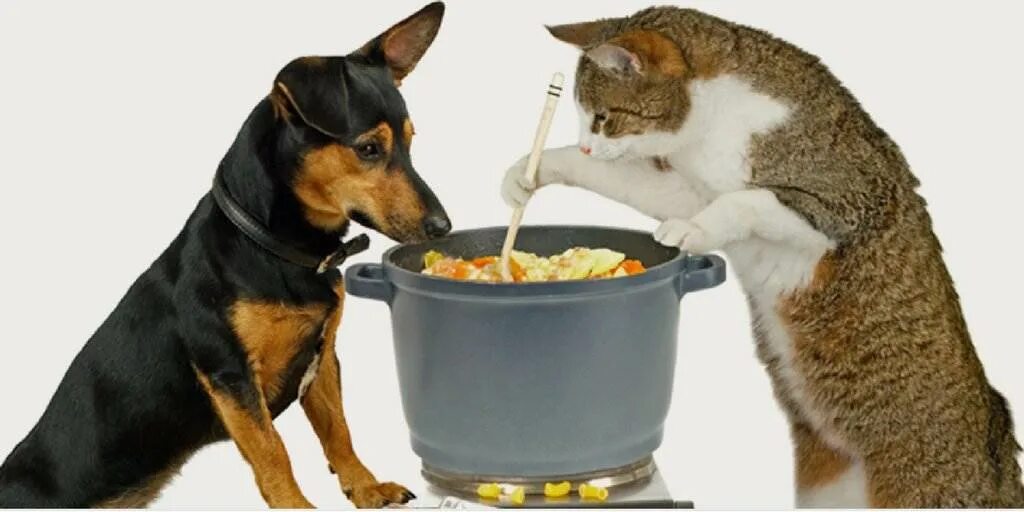 Кормление сухими кормами. Корм для собак. Еда для домашних животных. Диетотерапия животных. Корма для кошек и собак.