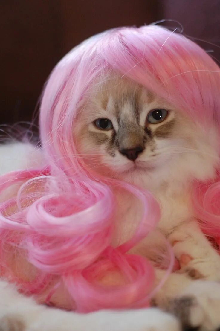 Розовая кошка фото. Розовый котенок. розовая кошка. розовый котя.