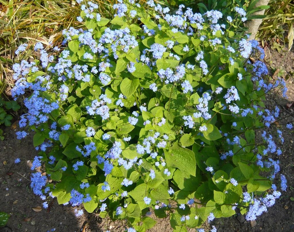 Бруннера крупнолистная. Цветок незабудок-Бруннера. Brunnera macrophylla. Незабудка Садовая Бруннера крупнолистная. Незабудка посев