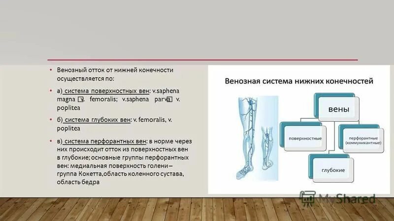 строение вен нижних конечностей клапаны. венозный отток из нижних конечностей. клапаны вен нижних конечностей. варикозное расширение вен нижних конечностей (врвнк). схема работы венозных клапанов.