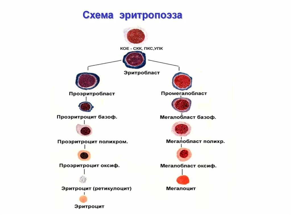 Кровь дифференцировка. Схема эритропоэза эритроцитов. Эритропоэз схема эритроциты. Стадии образования эритроцитов. Схема кроветворения кровь костный мозг.