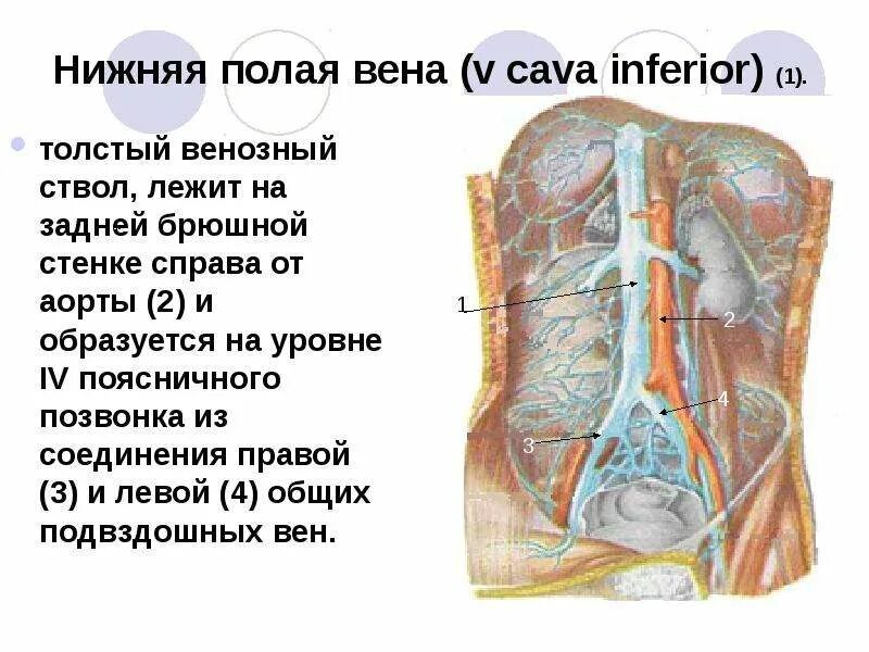 Две нижних полых вены. Нижняя полая Вена (v. Cava inferior). Нижняя полая Вена анатомия Синельников. Нижняя полая Вена образуется на уровне поясничного позвонка.