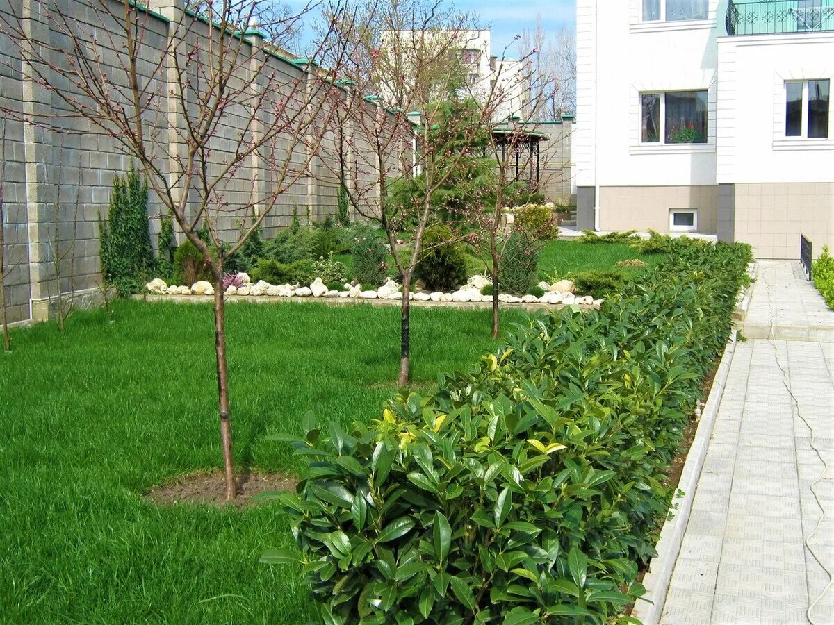 Плодовые кусты в саду. Чендлер плодовый сад. Клён глобозум в живой изгороди. Штамбовая черевишня. Приствольный круг плодовых кустарников.