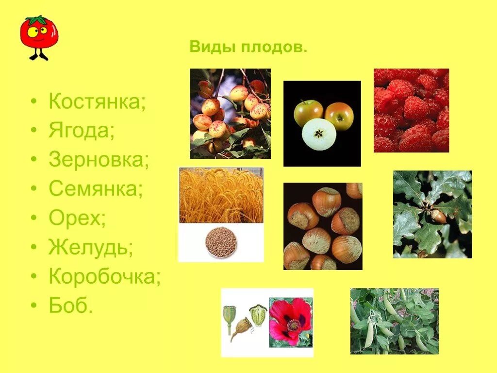 Зерновка боб ягода. Семянка костянки плода. коробочка костянка зерновка семянка. плод коробочка костянки семянки. орех коробочка костянка.