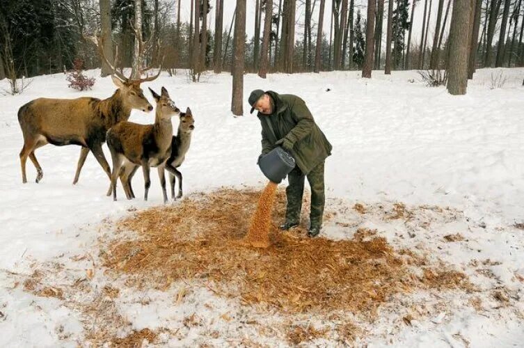 Помощь лосям. Зимняя подкормка диких животных. Подкармливание животных. Помогать диким животным. Жизнь животных зимой.