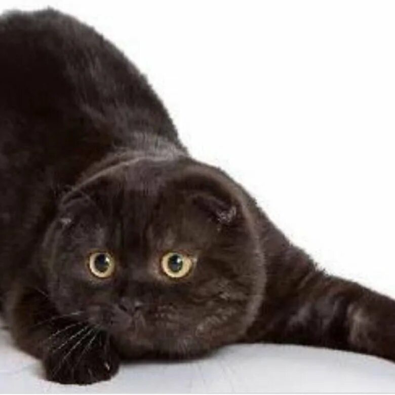 шотландский вислоухий кот черный. шотландская вислоухая кошка черная. шотландский вислоухий кот черный. шотландская вислоухая кошка черная. шотландская вислоухая кошка черная.