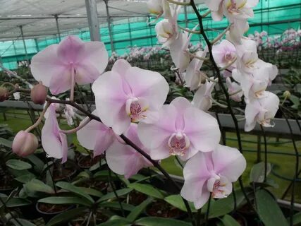 Phalaenopsis princess chulabhorn.