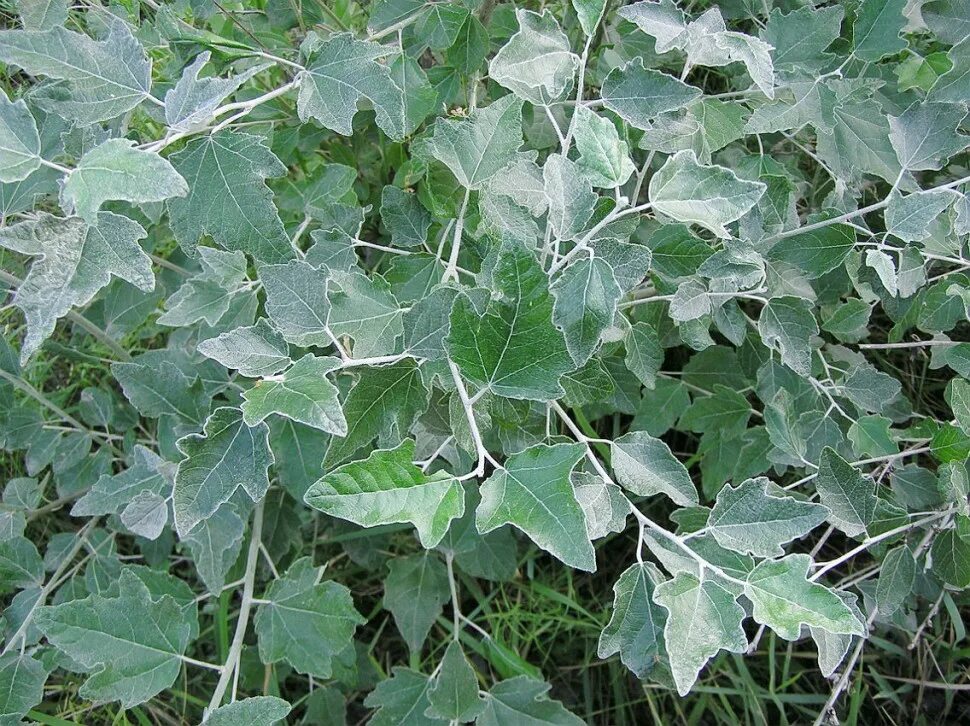 Тополь populus alba. Клен вариегата. Искусственное дерево с белыми листьями. Тополь populus alba. Ива белая серебристая.