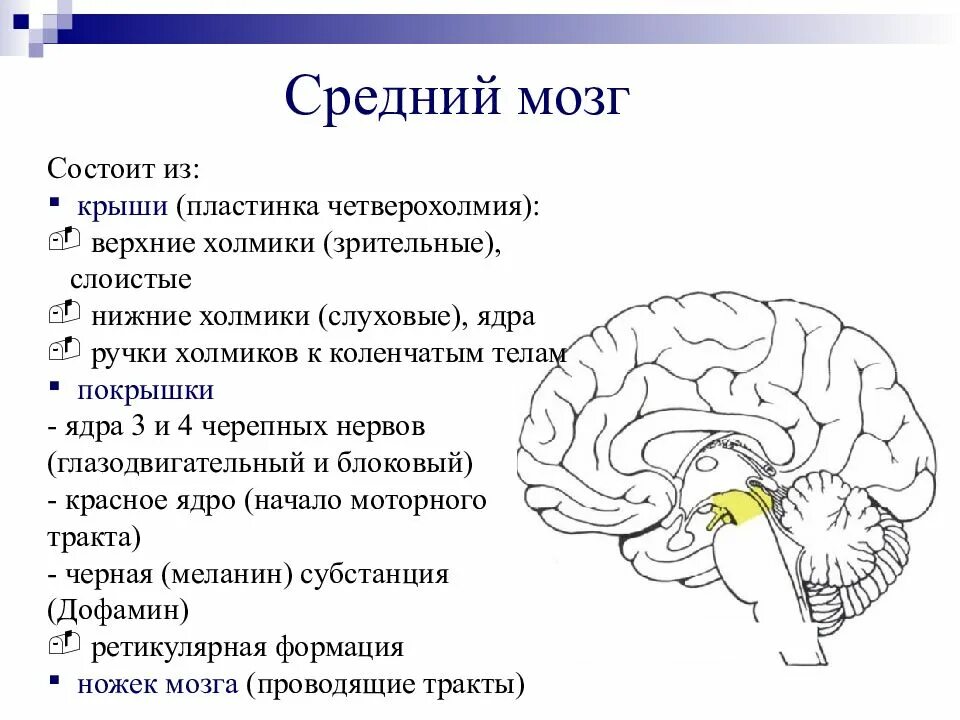 Средний отдел мозга включает