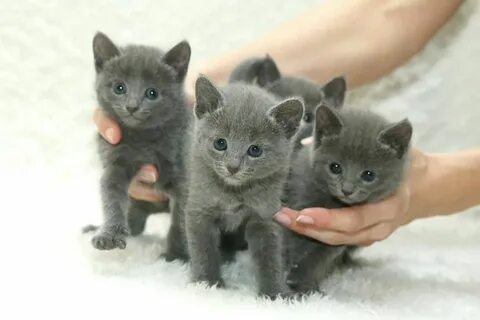 Kittens на русском