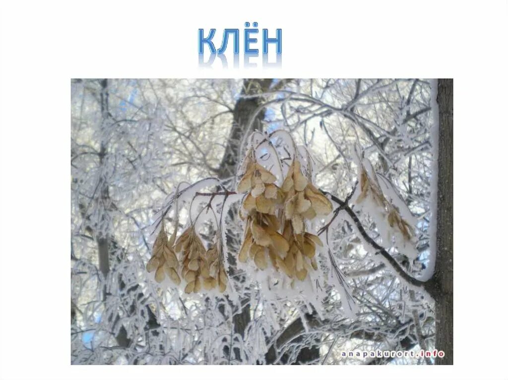 Как определить деревья зимой. Деревья в зимнем наряде. деревья и кустарники в зимнем наряде. узнай дерево зимой. деревья в зимнем наряде по силуэтам.