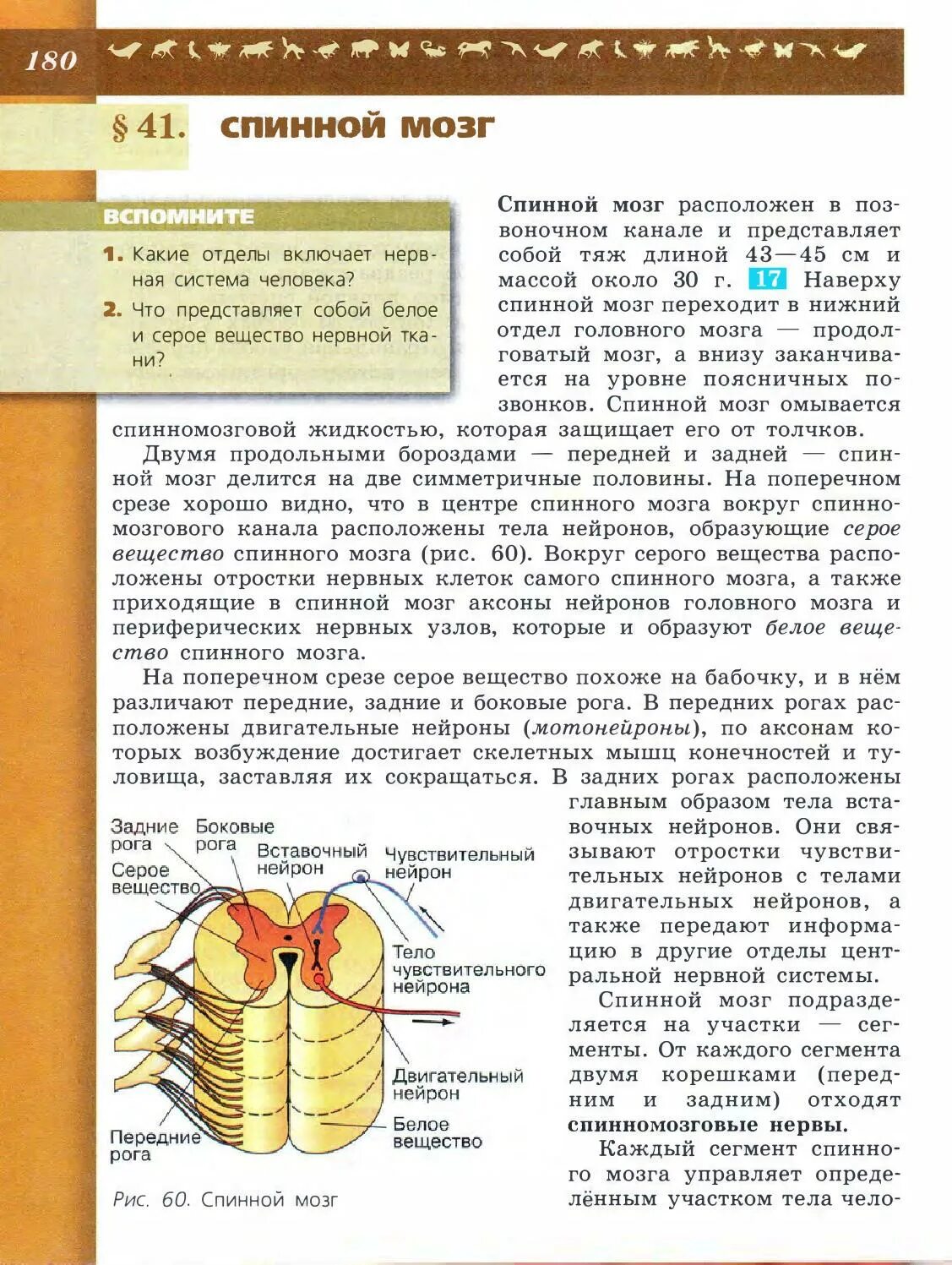 Краткий пересказ по биологии 22 параграф. Строение спинного мозга 8 класс биология Пасечник. Биология 8 класс учебник Пасечник спинной мозг. Биология 8 класс учебник Пасечник Каменский Швецов. Спинной мозг биология 8 класс Пасечник 41 параграф.