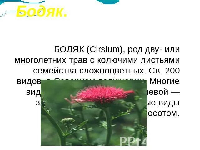 Розовый осот или Бодяк полевой. Бодяк полевой Покрытосеменные. Бодяк полевой вид цветка. Бодяк полевой корневая система.